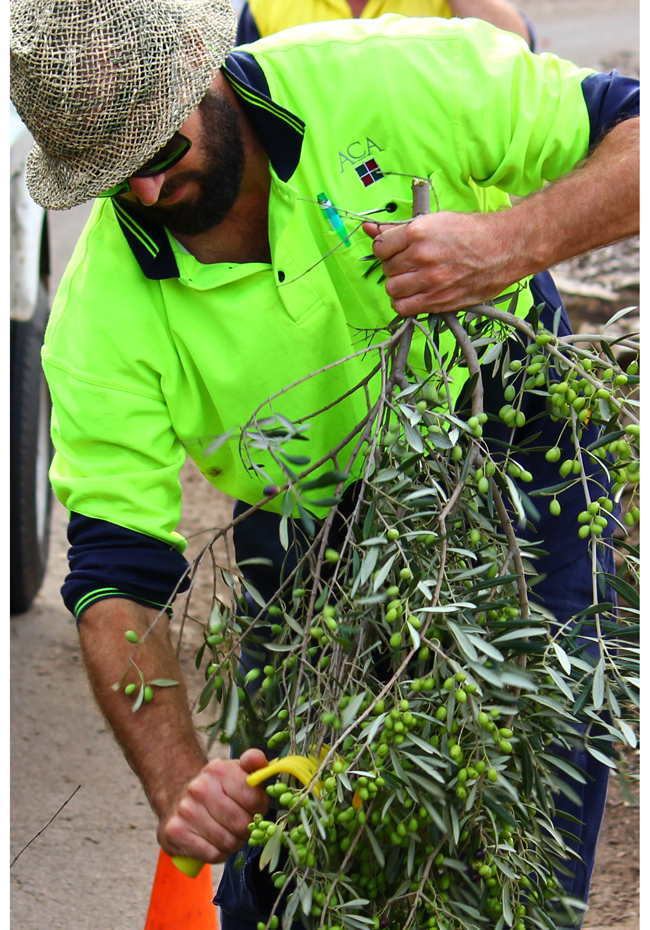 ACA volunteer harvesting olives resized