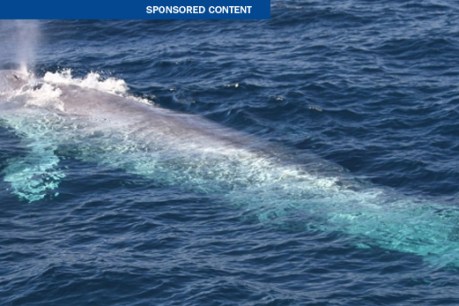 Small gene pool in our blue whales is natural, not man-made