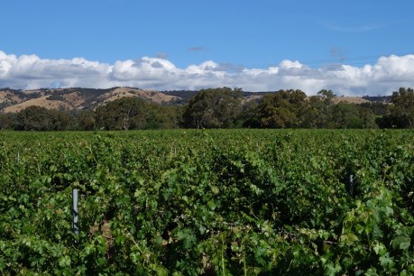 Historic McLaren Vale winery bought by Seppeltsfield