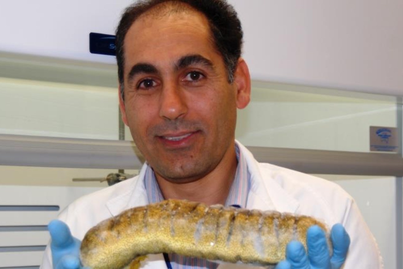 Flinders University Centre for Marine Bioproduct Development senior researcher Yadollah Bahrami with Australian sea cucumber specimen. 