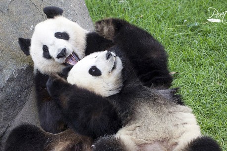No go for Fu Ni panda pregnancy
