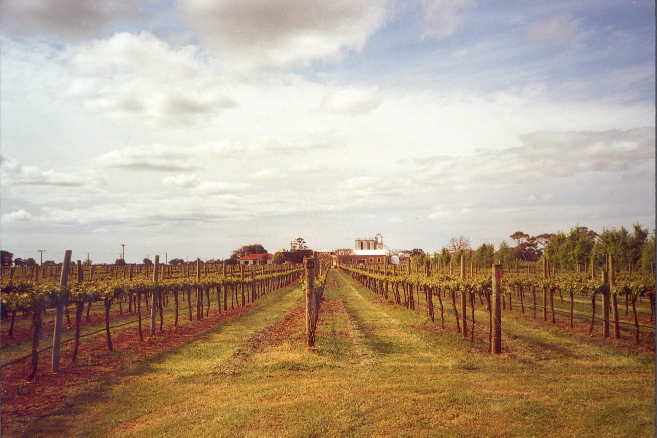 Coonawarra grapevinew. Photo: AAP/James Shrimpton