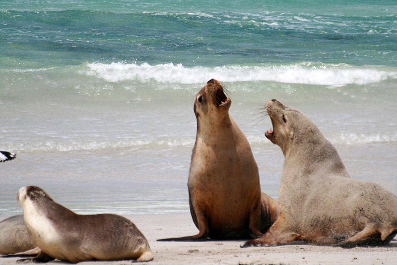 Seal Bay Conservation Park on Kangaroo Island. Photo: Nicolò Bonazzi/flickr