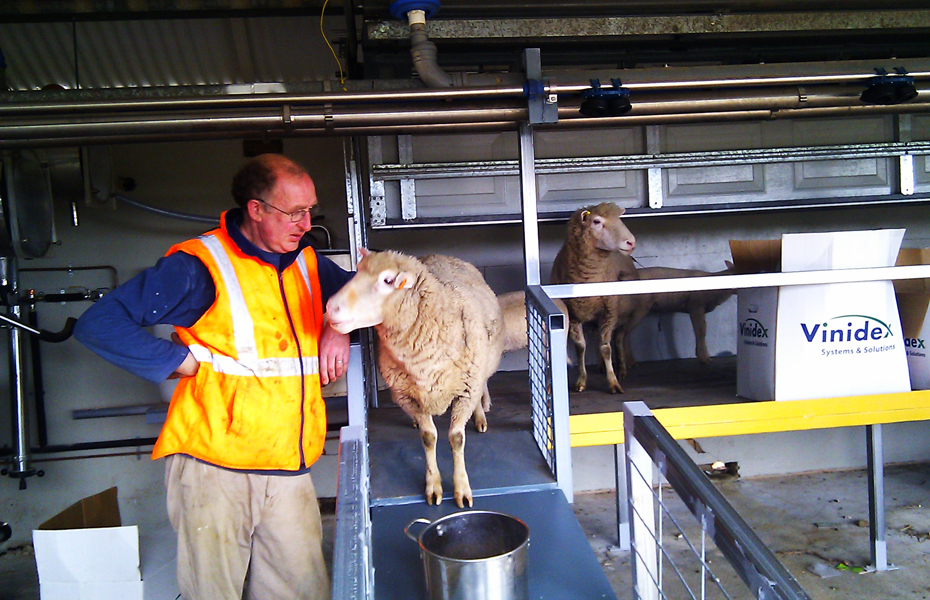 Tony Harding and sheep resized