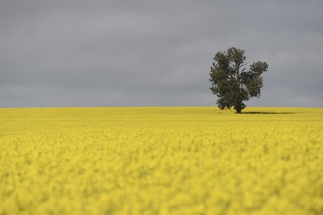 Farmers fire up over ‘canola selfies’