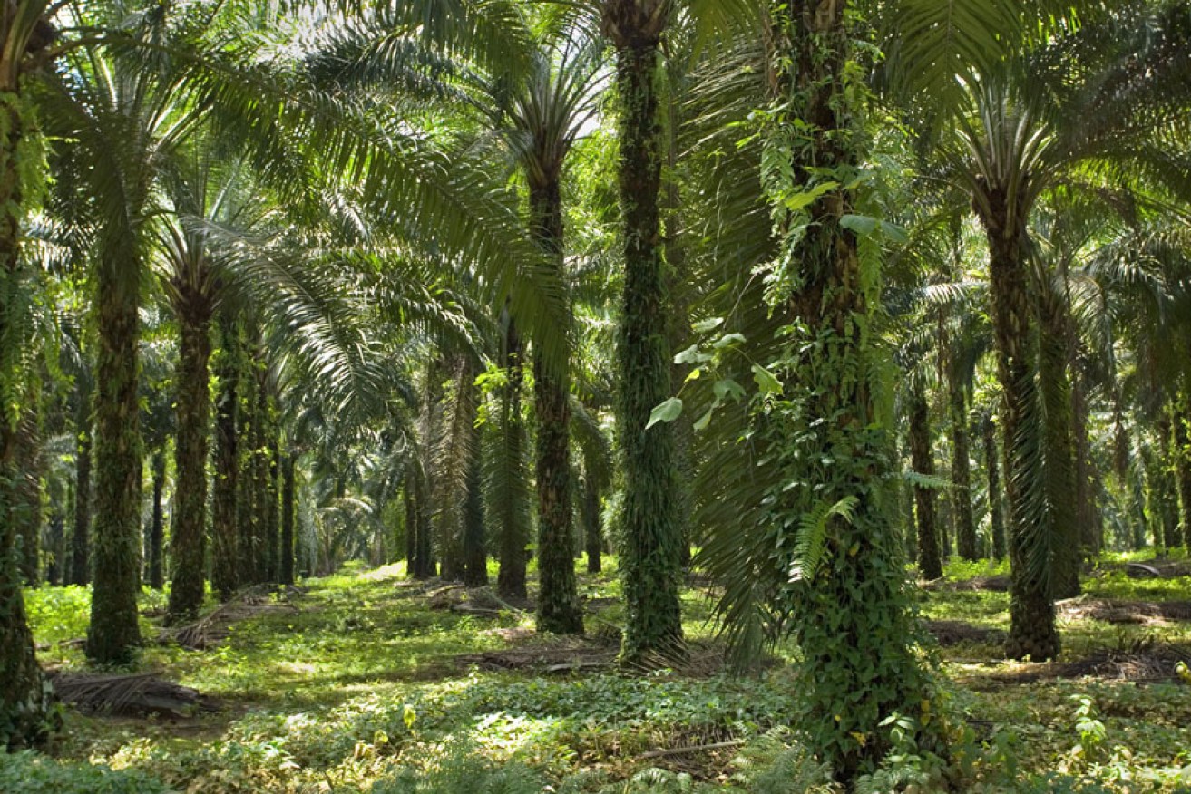 An oil palm plantation in a remote area of Sumatra.