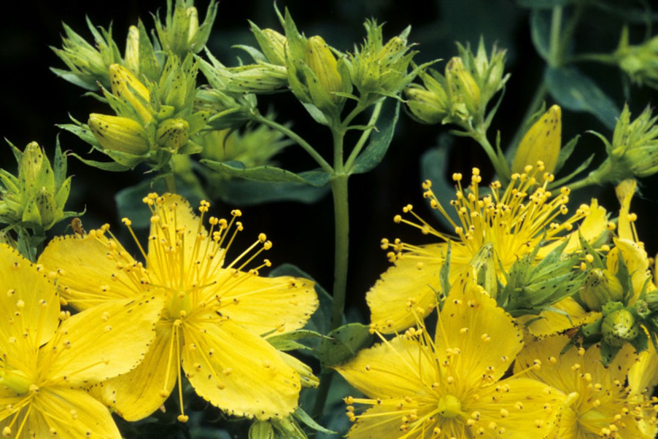 St John's Wort: potentially useful as an antidepressant, but also with serious side effects for some users.