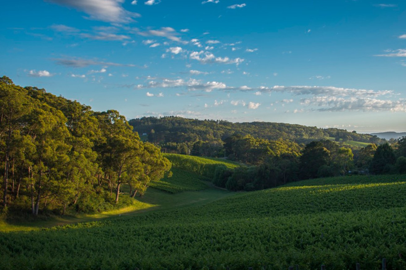 Beautiful Carey Gully in the Adelaide Hills. Photo: Andrew Noble