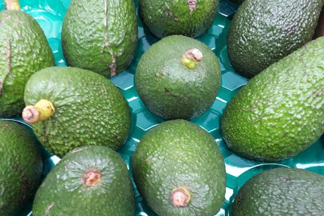 Supply glut smashed avocado prices