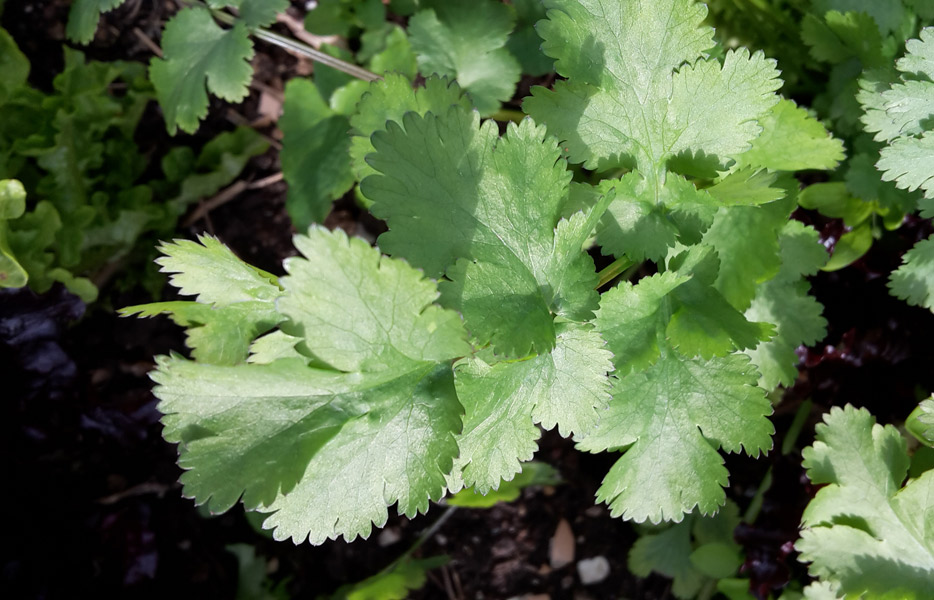 Coriander-picture-resized