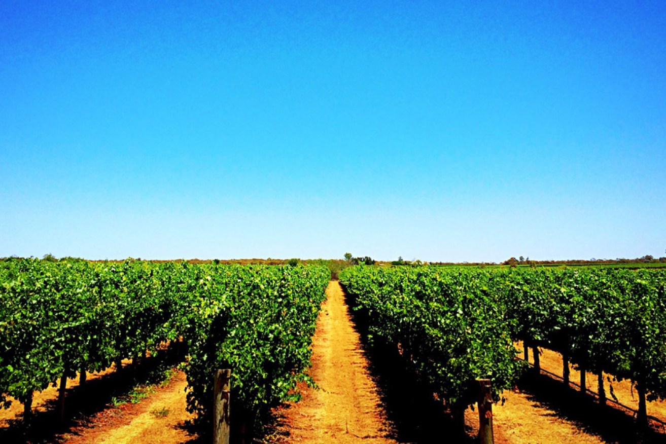 Riverland vineyard. Photo: Michelle Robinson/Flickr