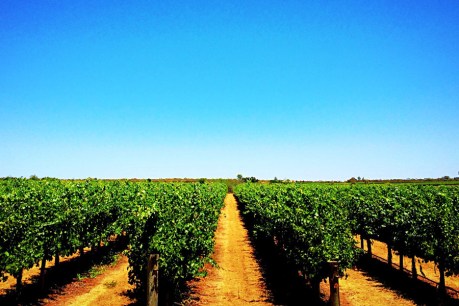 Not enough competition in SA wine grape market: ACCC