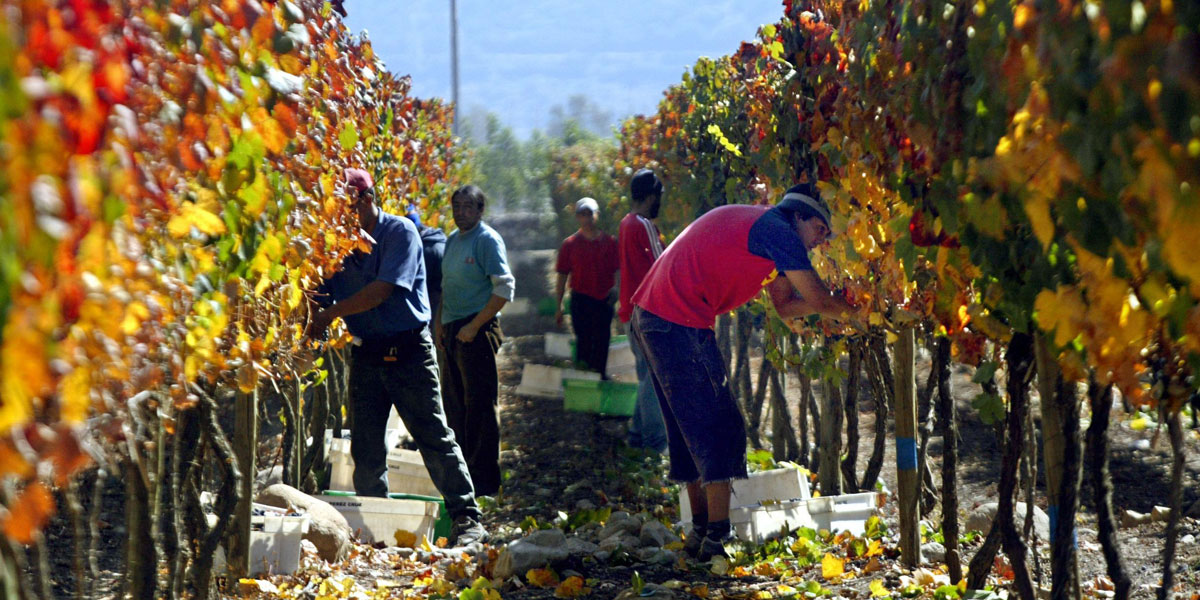 Farmers pick grapes in a vineyard on the outskirts of Santiago. AFP image