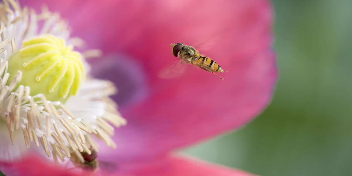 A Hover Fly approaching an opium poppy. Image: AAP/Mary Evans/Ardea/Geoff du Feu