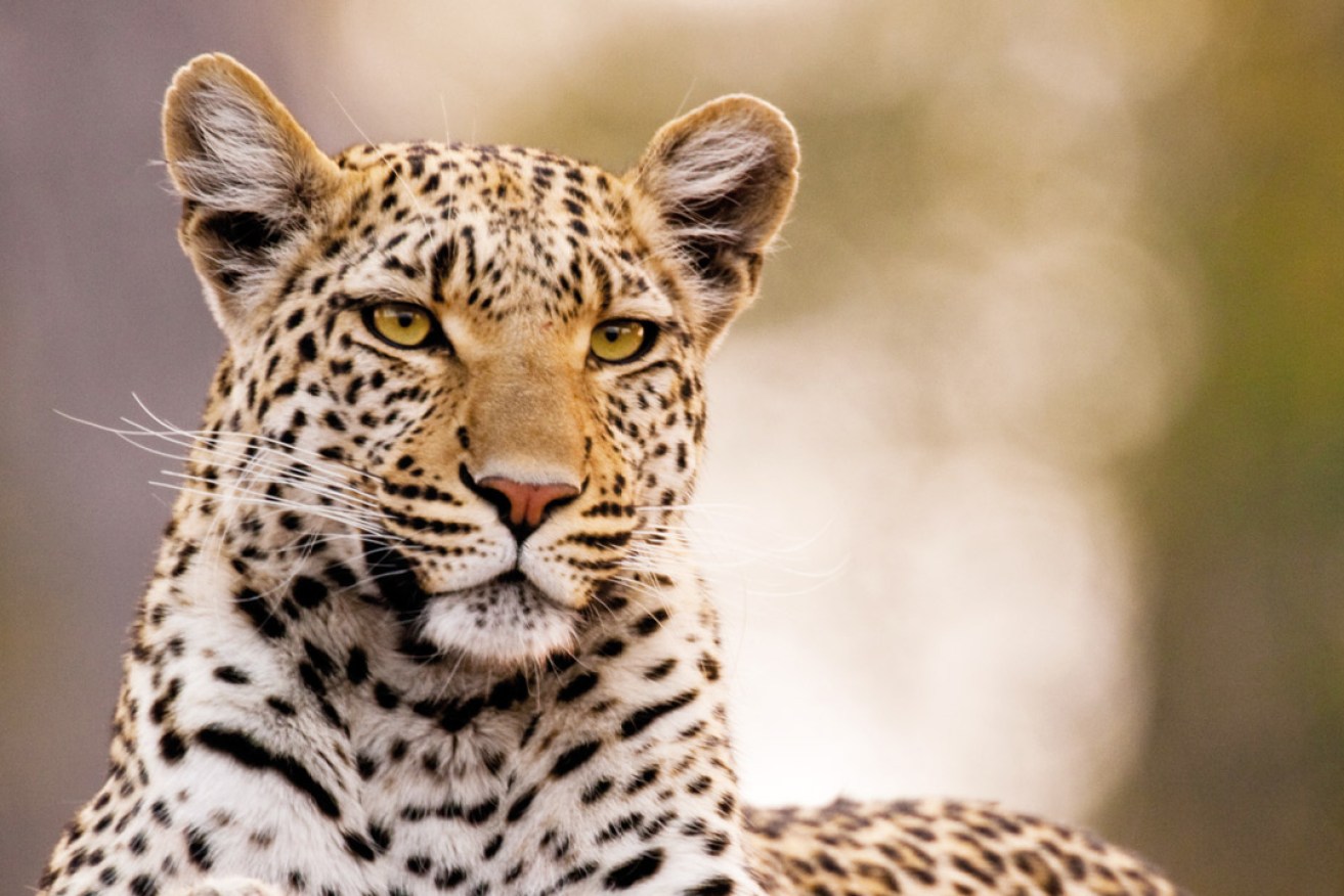 A leopard in Botswana's Chobe National Park. Photo: Mint Images/Art Wolfe/Getty Images