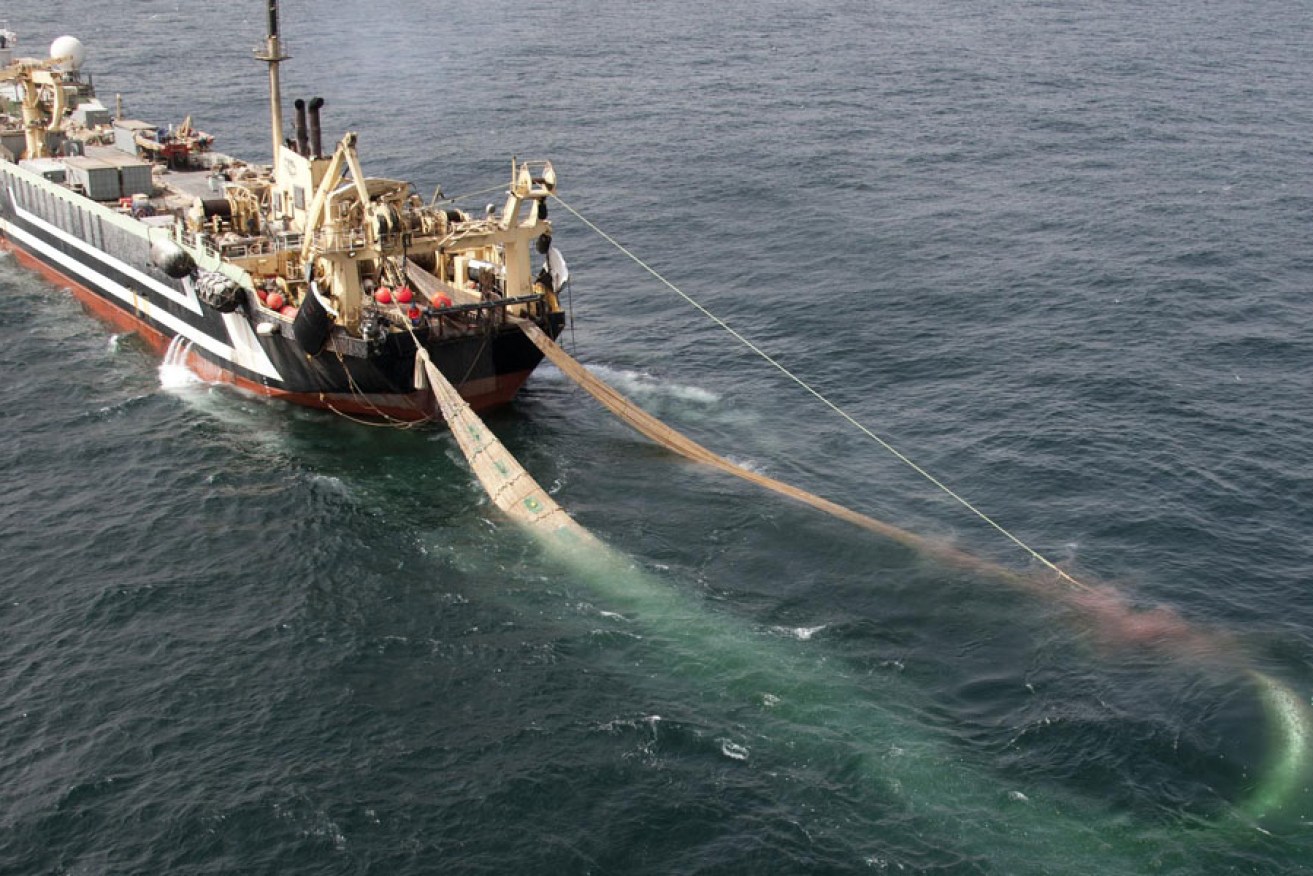 The super trawler MV Margiris - one of the world's largest - sweeping the ocean for fish. Photo: AAP/Greenpeace/Pierre Gleizes