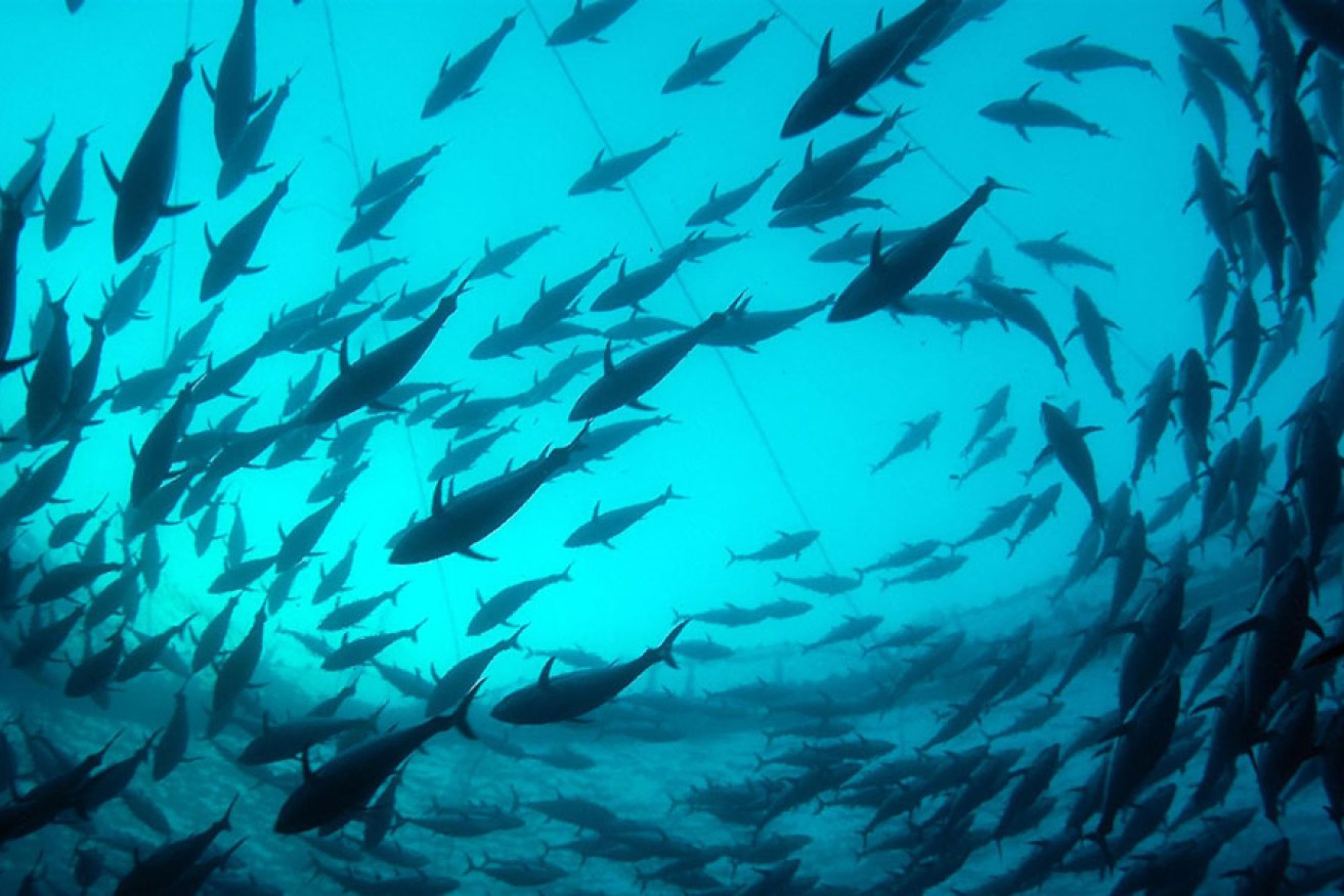 Bluefin tuna swim inside a transport cage.