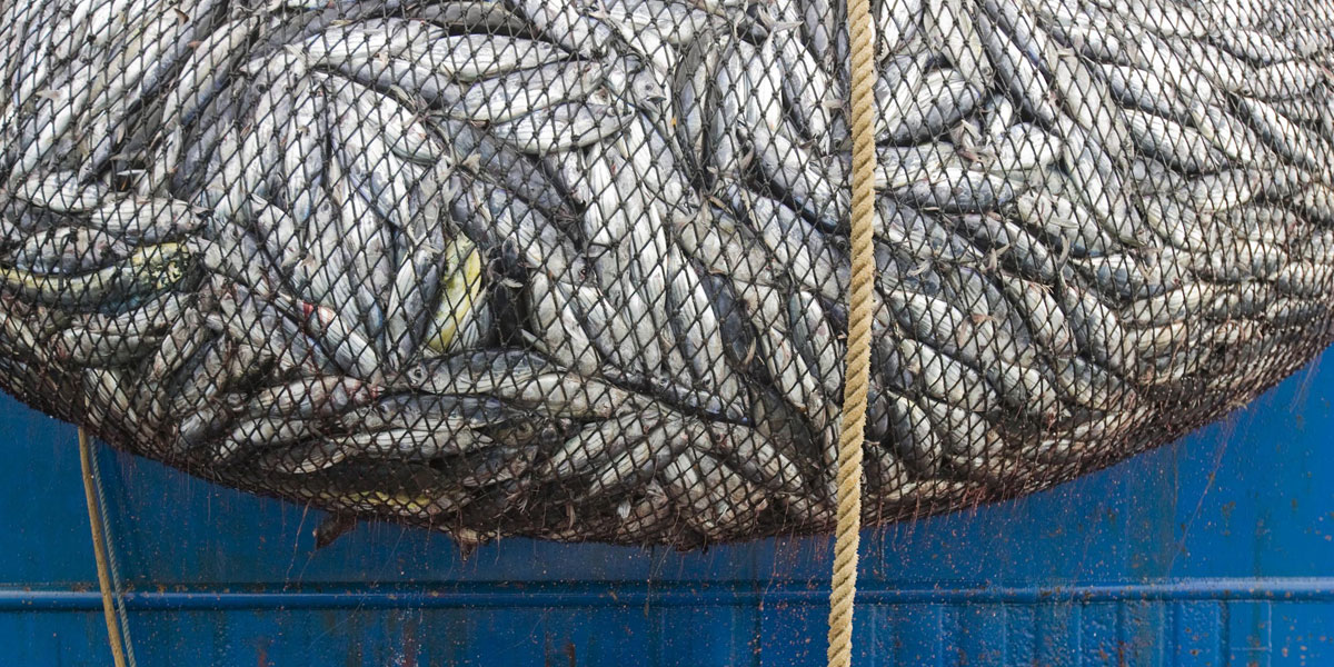 A net bulging with tuna and by catch near the northern Galapagos Islands. Photo: AAP/Greenpeace