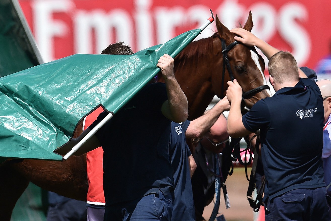 Red Cadeaux is patted by officials after the horse was injured during the Melbourne Cup.