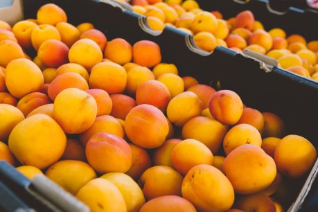Fresh at the markets: Apricots
