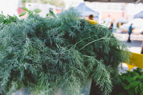 Fresh at the markets: Dill