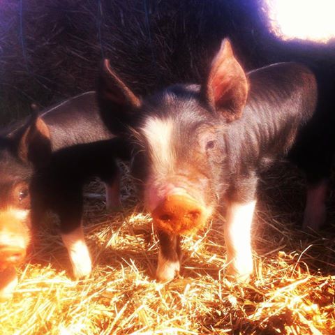 Savannah Farm Piglets