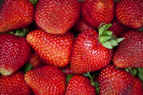 Fresh at the markets: Strawberries