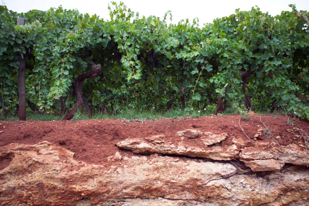 A typical Limestone Coast soil profile. Photo: Parker Coonawarra Estate
