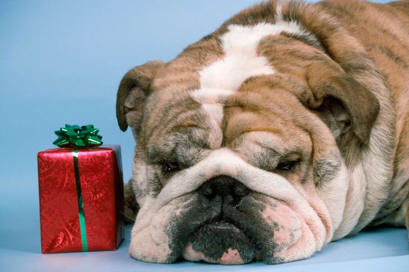 Dog tired: Thousands of SA shoppers will be run off their feet spending millions as Christmas approaches.