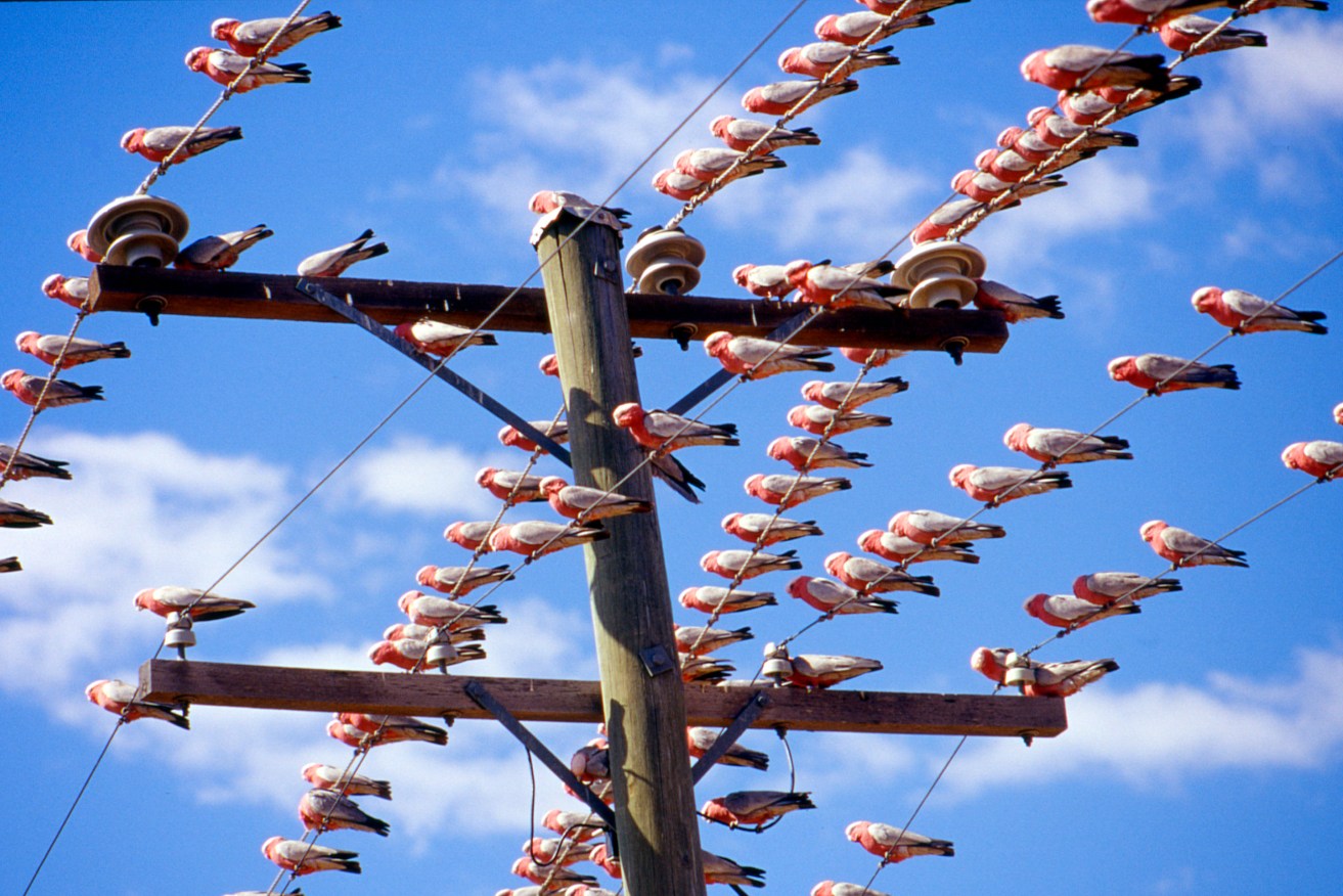 Bird power: animal waste could soon be generating your lights. 
