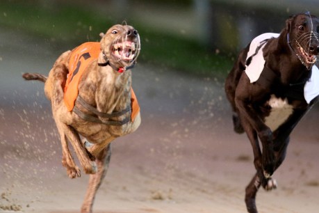 SA greyhounds industry must reveal death toll: Greens