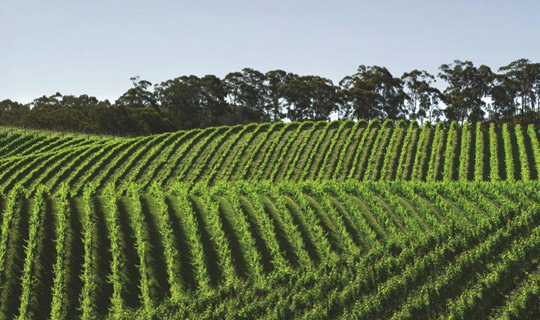Adelaide-Hills-Vineyards-resized