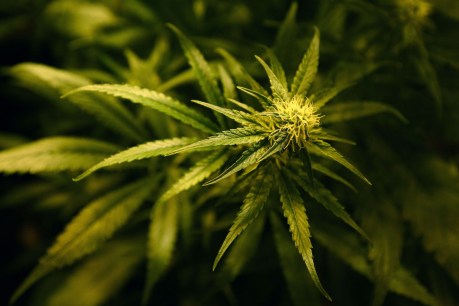 Medical marijuana to be grown on Christmas Island