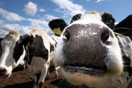 Australia considers signing up to ‘cow fart’ pledge
