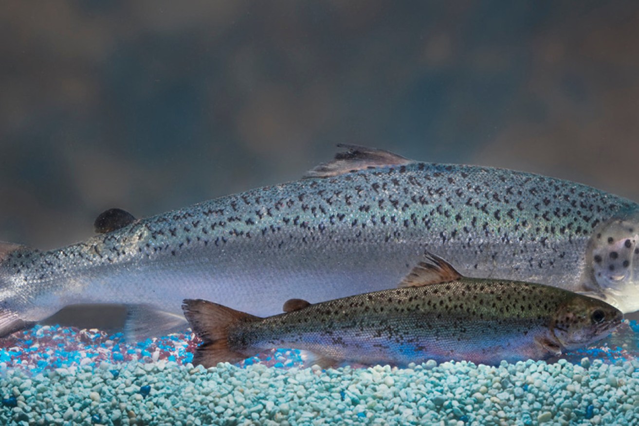 
GM salmon may be safe but they’re not coming to a store near you just yet
December 16, 2015 6.33am AEDT
The genetically modified salmon (rear) grows twice as fast as a non-GM fish. Aquabounty Technologies