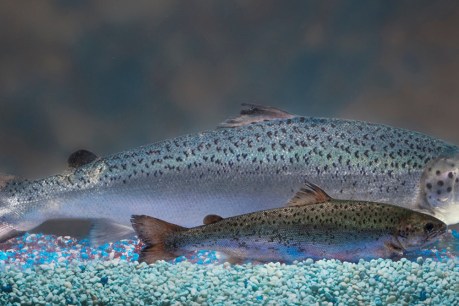 GM salmon may be safe but they’re not coming to a store near you just yet