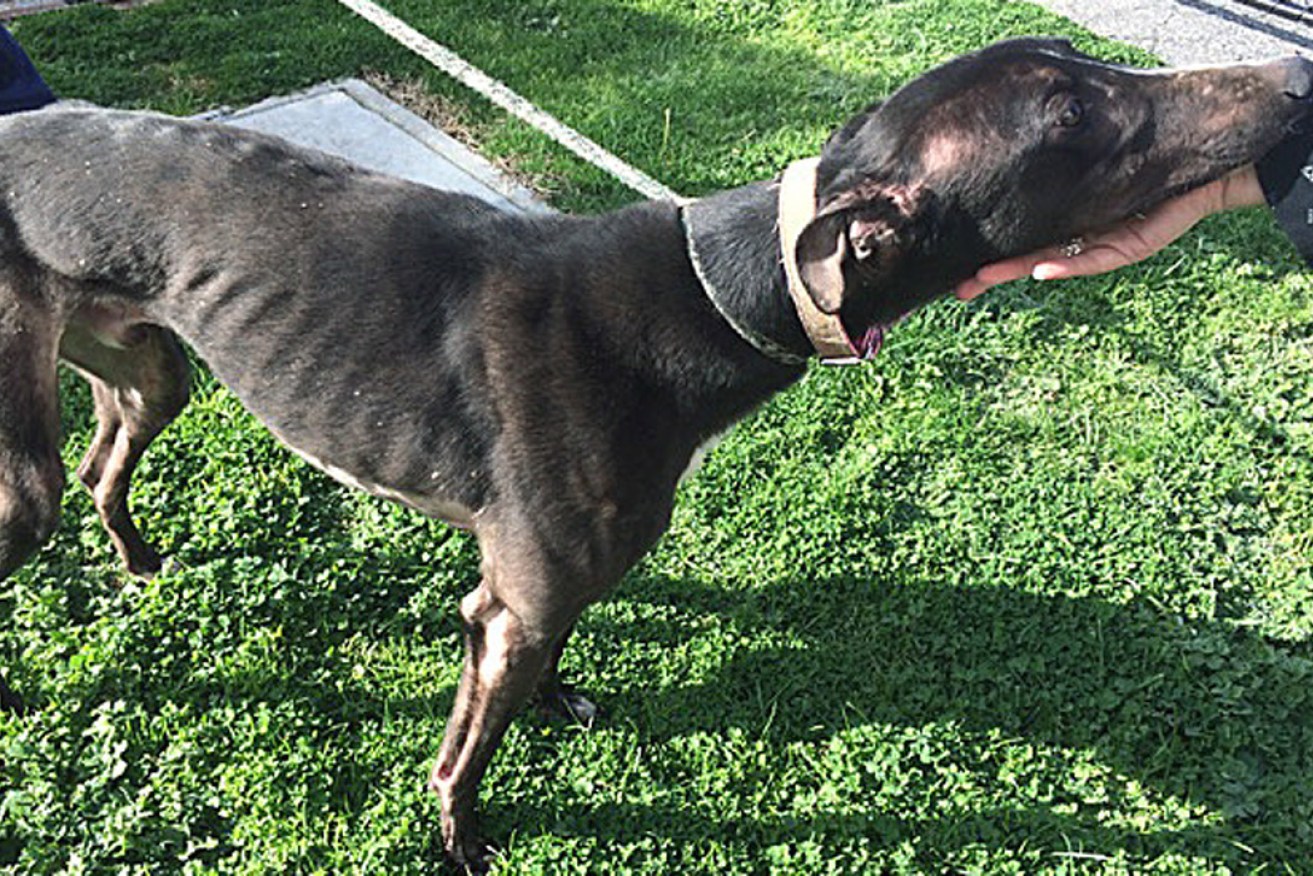 One of the grehounds removed from a property by the Victorian RSPCA and police in August.