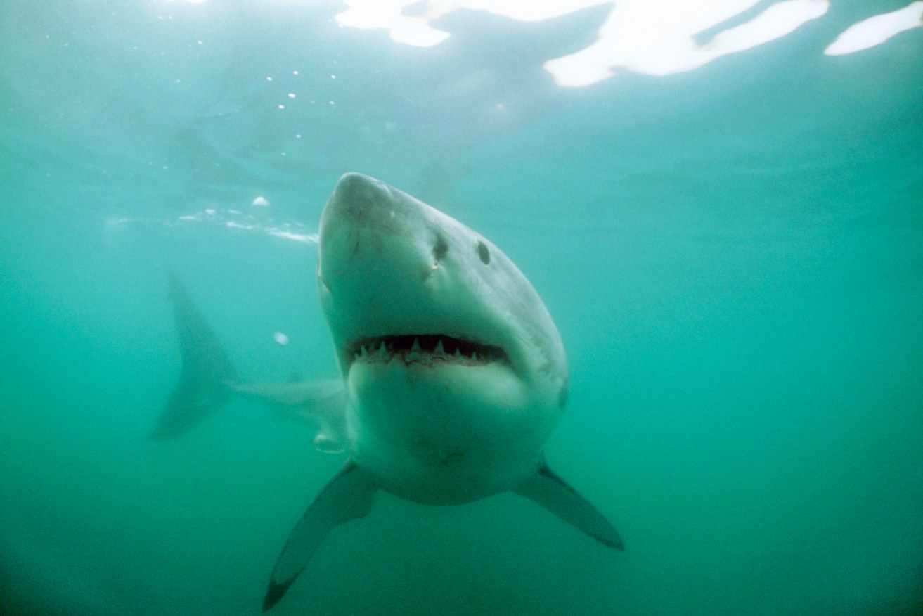 Great White Sharks are important for maintaining ecological balance.  Photo: AAP/Mary Evans/Ardea/Kurt Amsler