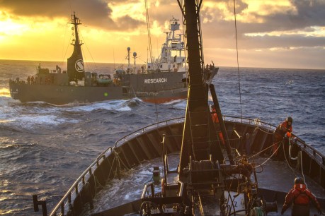 Sea Shepherd joins SA anti-oil drill fight