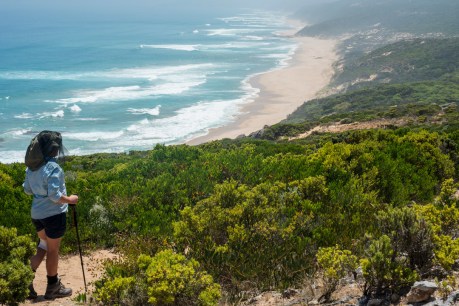 Great Ocean Walk brings home the buzz of nature