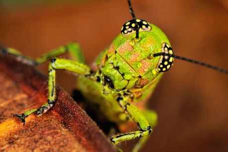 Locust plague wipes out crops after rains