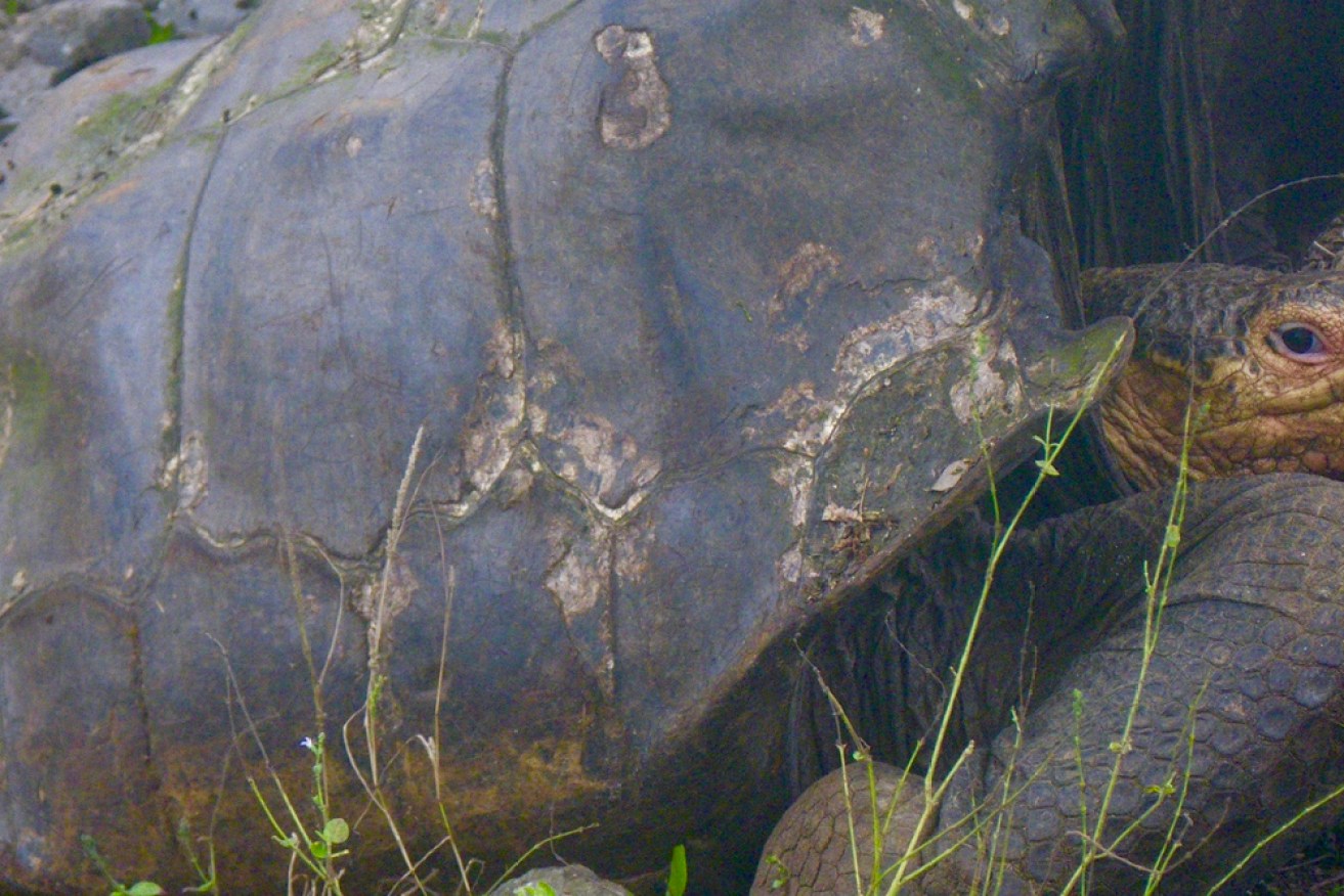 
How we rediscovered ‘extinct’ giant tortoises in the Galápagos Islands – and how to save them
January 8, 2016 6.21am AEDT
One of the several precious giant tortoises recently found on Volcano Wolf, Galápagos Islands. Luciano Beheregaray