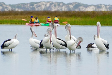 Lower Lakes, Coorong on the mend as birdlife booms