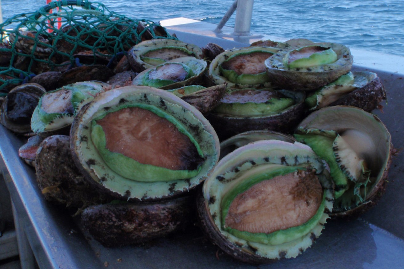 Wild-caught Greenlip abalone. Photo: supplied
