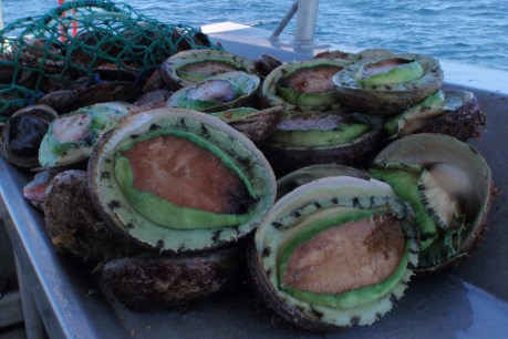 Seasonal seafood: Abalone