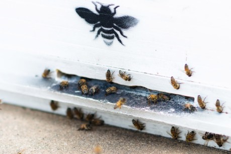 Getting the buzz on urban honey