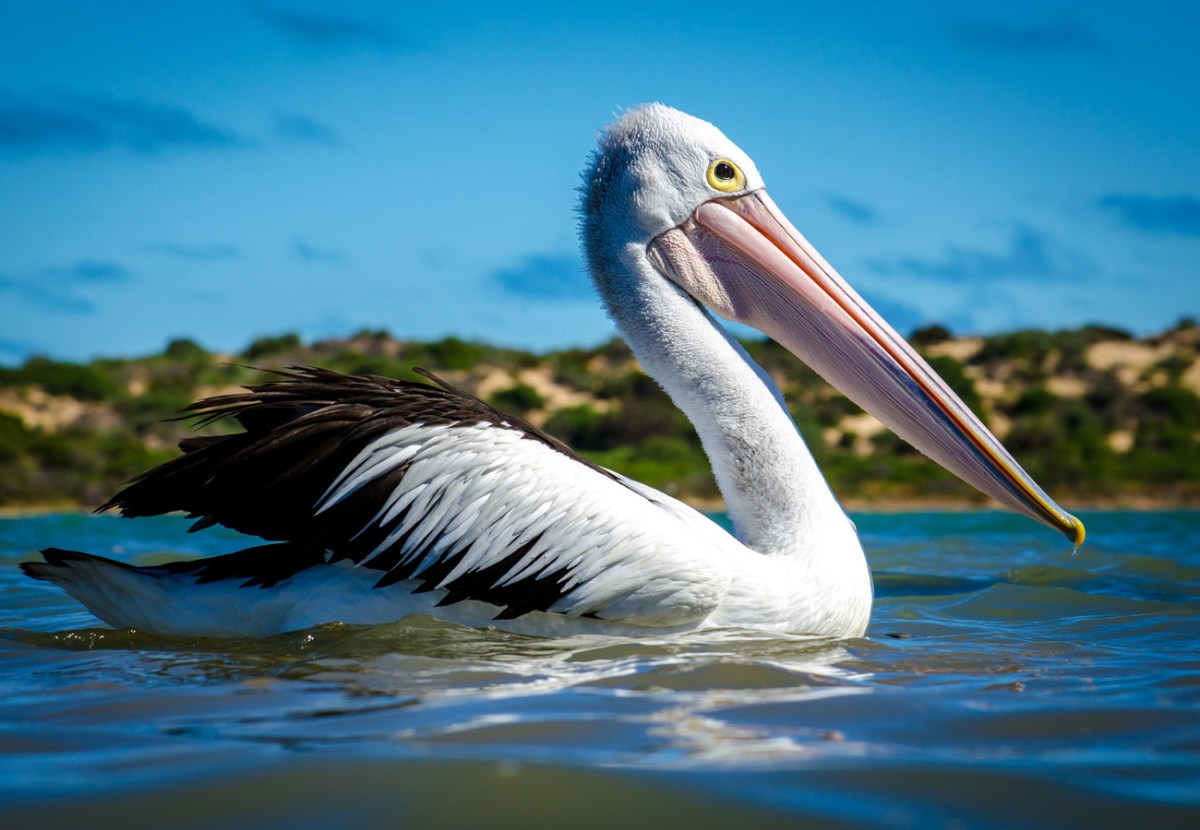This photograph of a pelican was the overall winner of the DEWNR inaugural Coorong and Lakes photo competition. 'Coorong’s Soul’ by Brayden Mann of Victor Harbor.