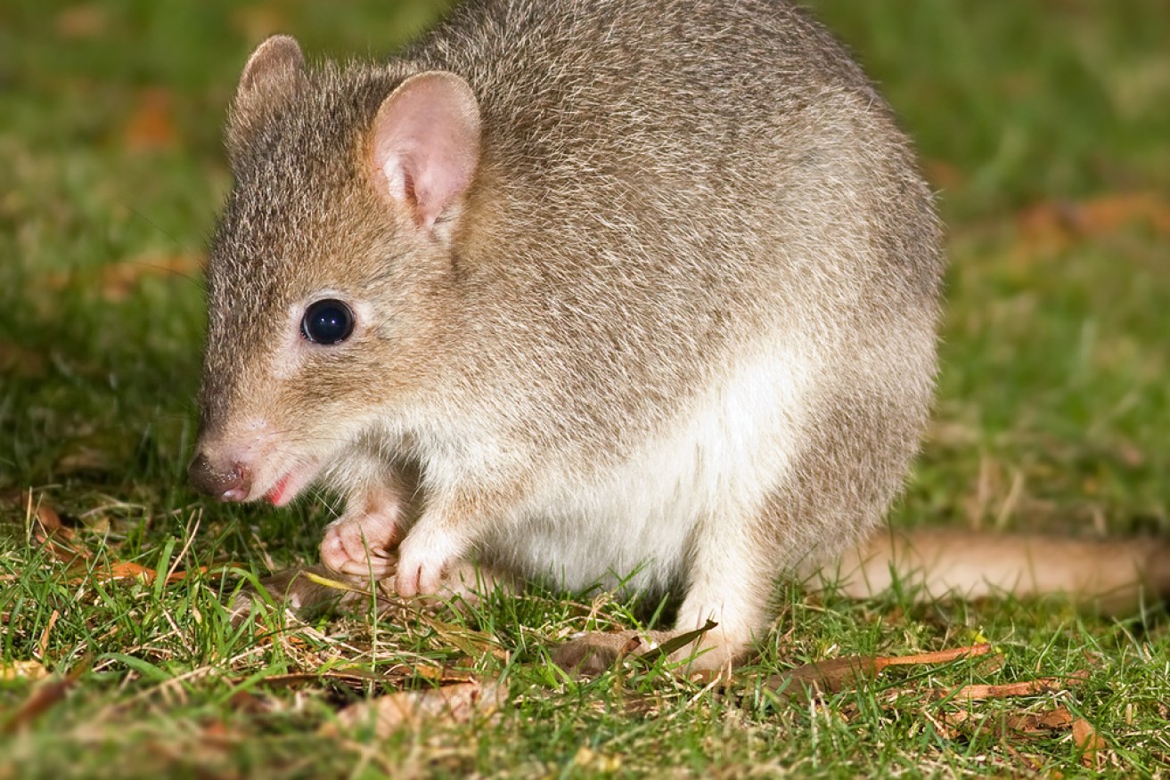 Near threatened: The Tasmanian Bettong (Bettongia gaimardi) is now part of a plan to save the species and restore a wider conservation area at Mulligans Flat. Wikimedia/JJ Harrison, CC BY-SA