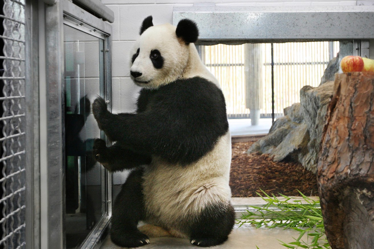 Adelaide Zoo's giant panda Fu Ni. Photo: AP/Adelaide Zoo/Brian Charlton