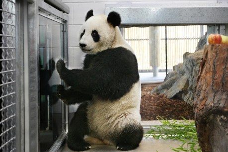 “Pseudo-pregnancy” for Adelaide Zoo’s panda